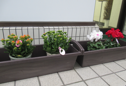 「シクラメン」と「カランコエ」