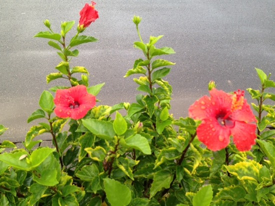 奄美大島修学旅行に行ってきました♪