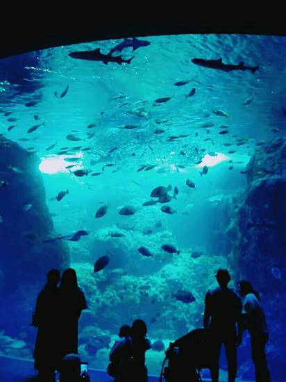 新江ノ島水族館に行きました！！