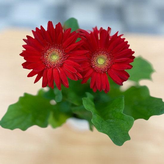 【藤沢キャンパス】花を飾りました！