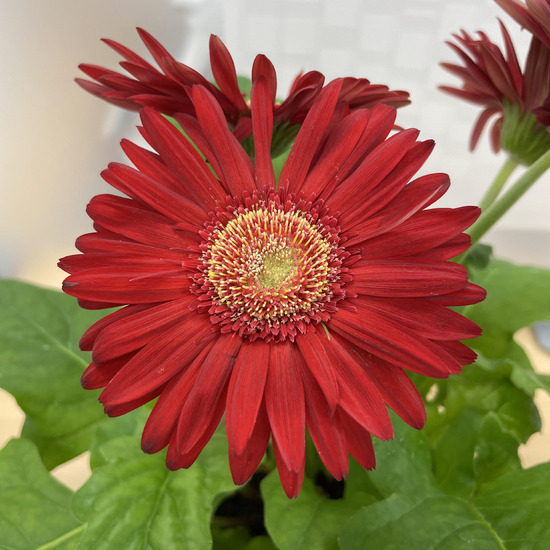 【藤沢キャンパス】キャンパスの花❁