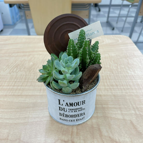 【藤沢キャンパス】多肉植物