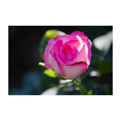 ★転編入募集および中学生の個別相談受付中