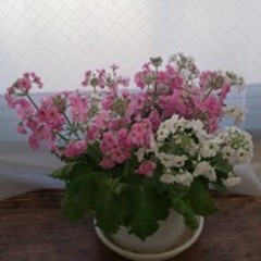 ★転編入募集および中学３年生の個別相談受付中