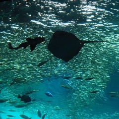 【進路】学校行事等、必要最小限のかかわりで卒業を目指したい！