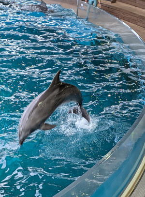 【行事】水族館を満喫しよう！を行いました。