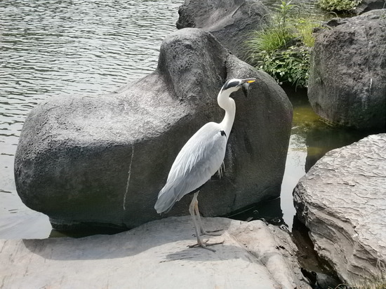 深川江戸資料館、清澄庭園へ