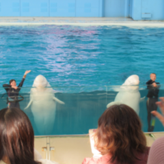 遠足≪CO2ゼロ旅行で八景島シーパラダイスを満喫しよう！≫