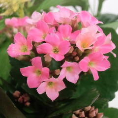 入学式・保護者総会のお知らせ