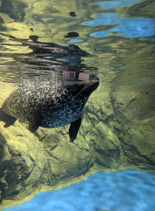 【行事】遠足：新江ノ島水族館