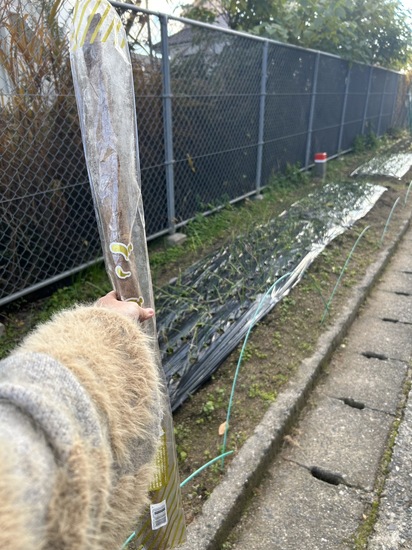 ☆和食女子☆彡