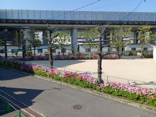 ☆桜の次はツツジ満開☆