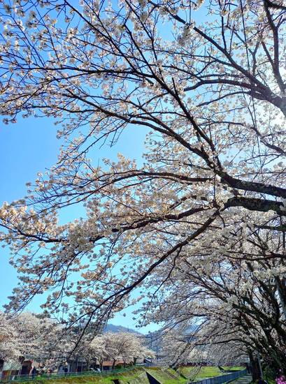 新年度が始まりました