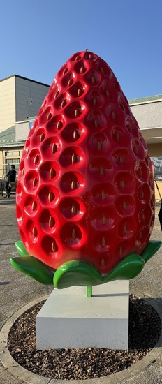 イチゴの季節が来ました