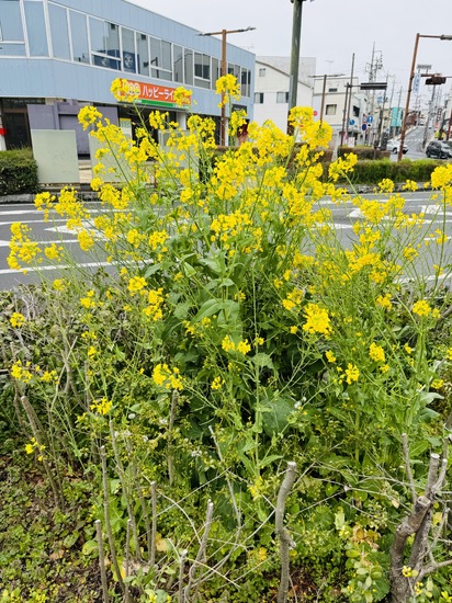 新学期も登校お待ちしています！