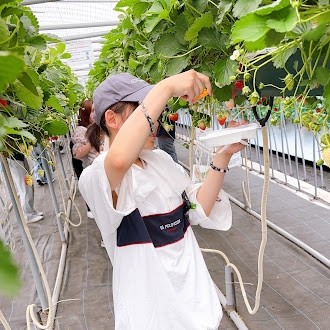 🩷🍓春の遠足　いちごがり🍓🩷