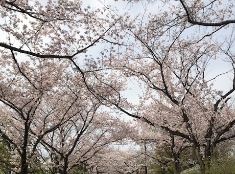 【流山】サクラサク♪