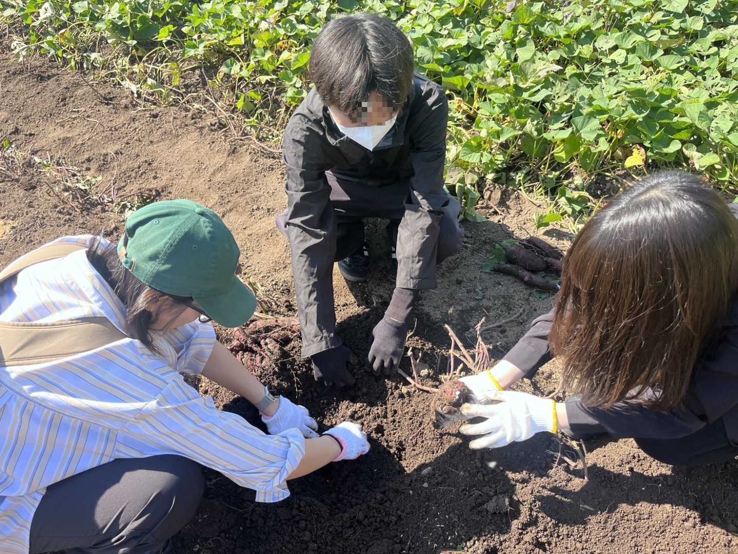 特別活動で芋掘り体験♪《DSC流山キャンパス》