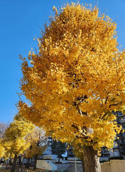 いよいよクリスマス！