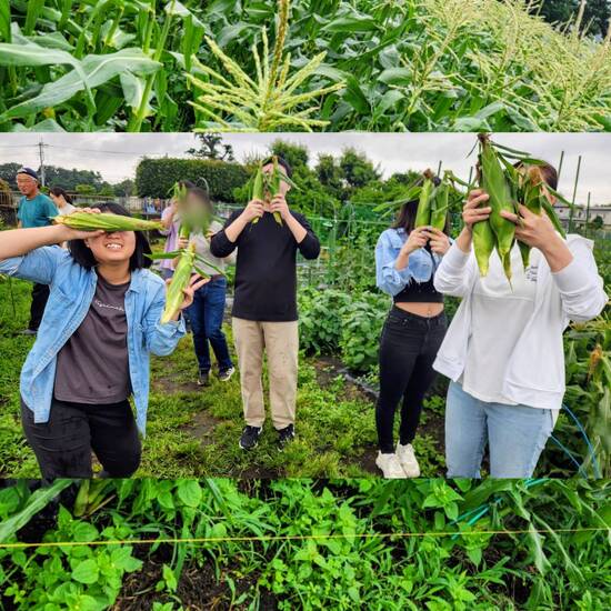旬菜みのりファーム収穫体験