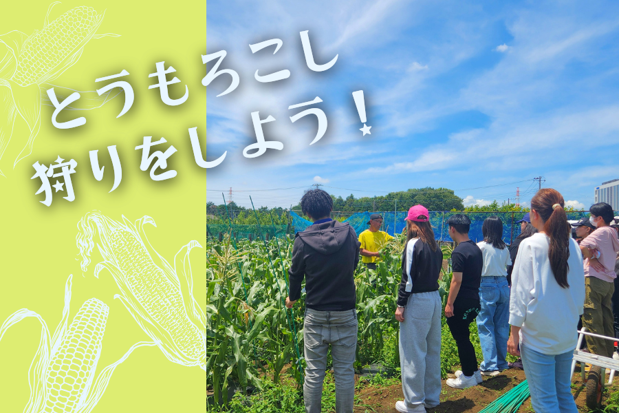とうもろこし狩りに行こう