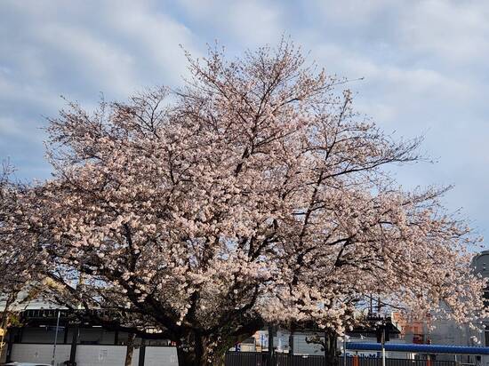 ご入学おめでとうございます！