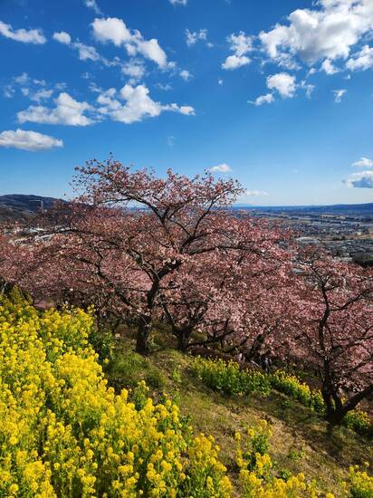 今日は桜の気分！