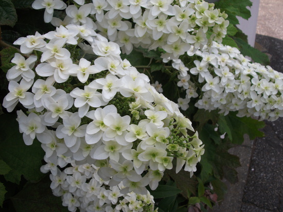 明日から夏休みですー！ 【野田キャンパス】【通信制高校】