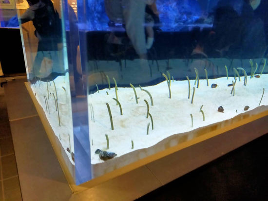 ５月の特別活動☆すみだ水族館に行きました(^^)/