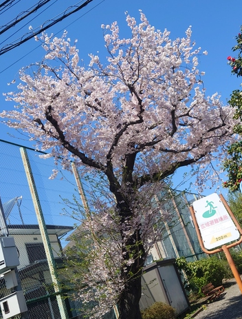 新学期がはじまりました！