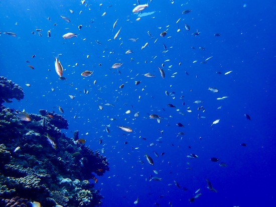 夏季休暇のお知らせ