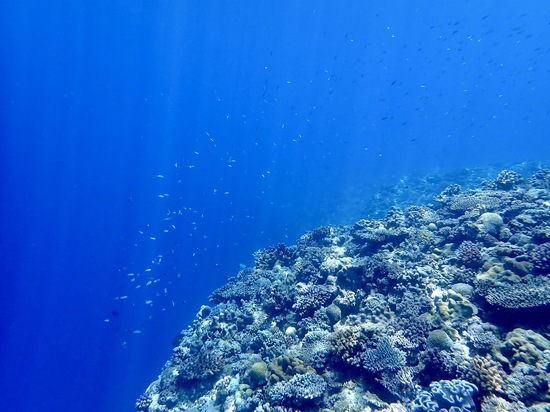 夏の個別相談会のお知らせ