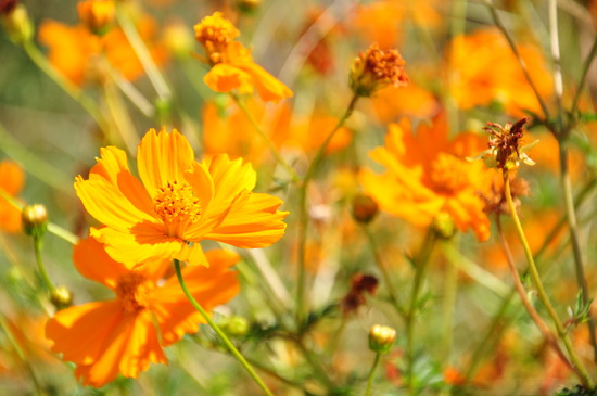 10月の個別相談会のご案内