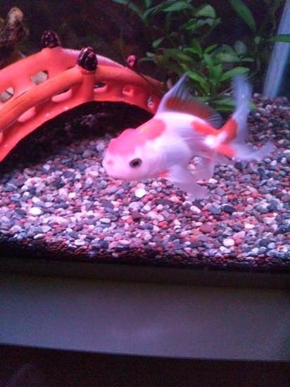 昔から好きなもの