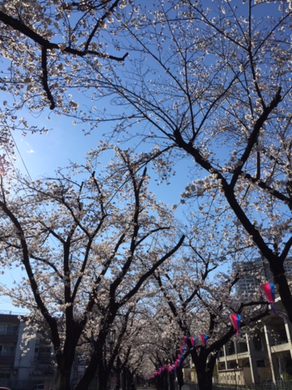 ～さくら～お花見編