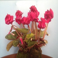 堀江氏の『ゼロ高』設立について