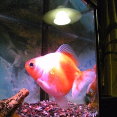 創作物作成による、特別活動