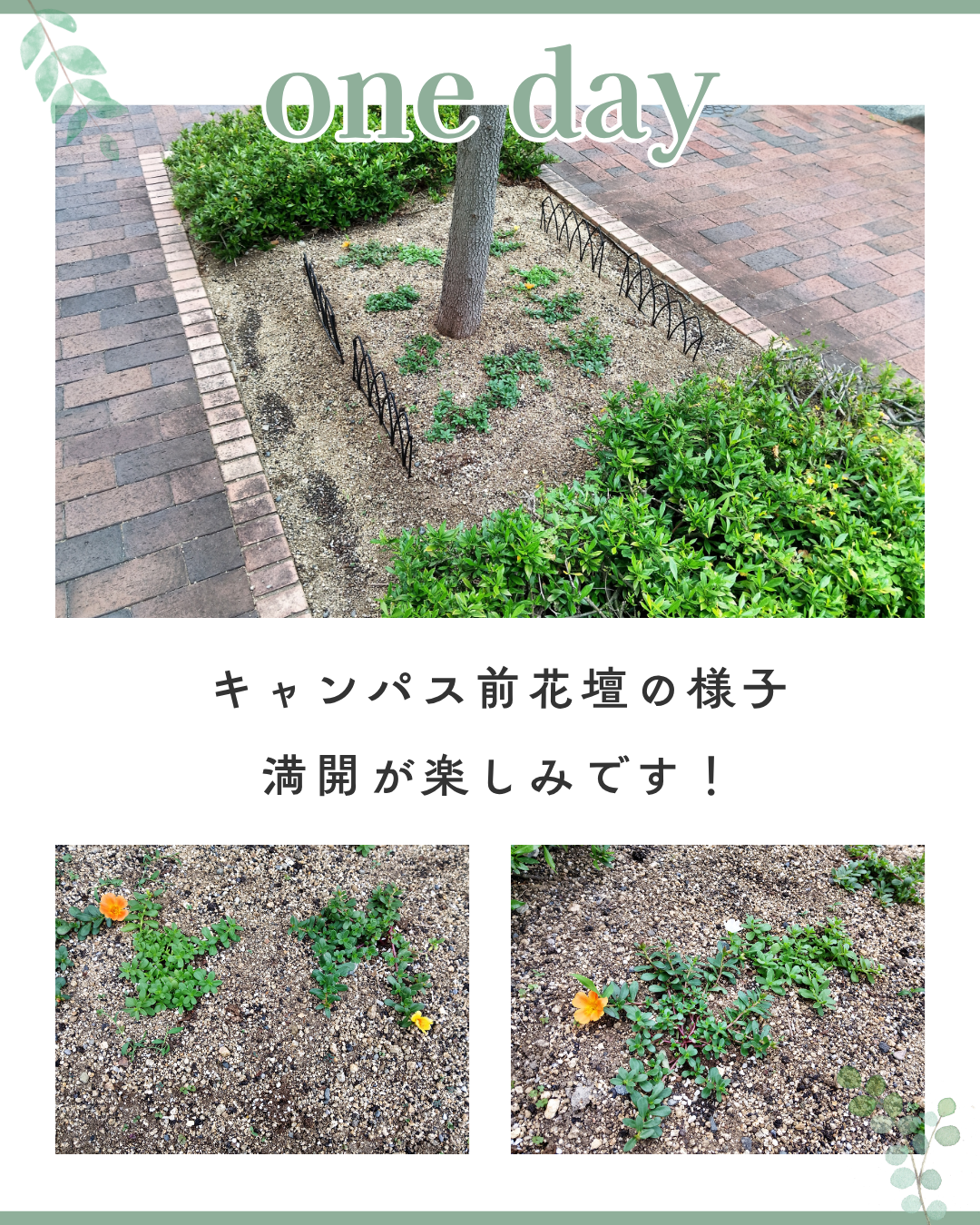 満開を楽しみに…