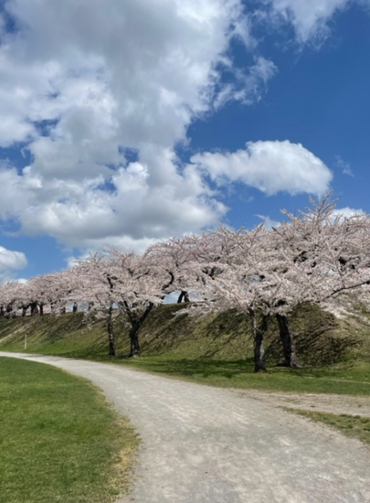 五稜郭公園でお花見