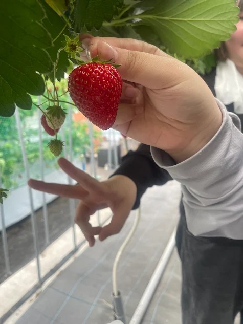 🩷🍓春の遠足 いちごがり🍓🩷