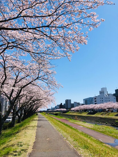 【KG水戸】さくら🌸