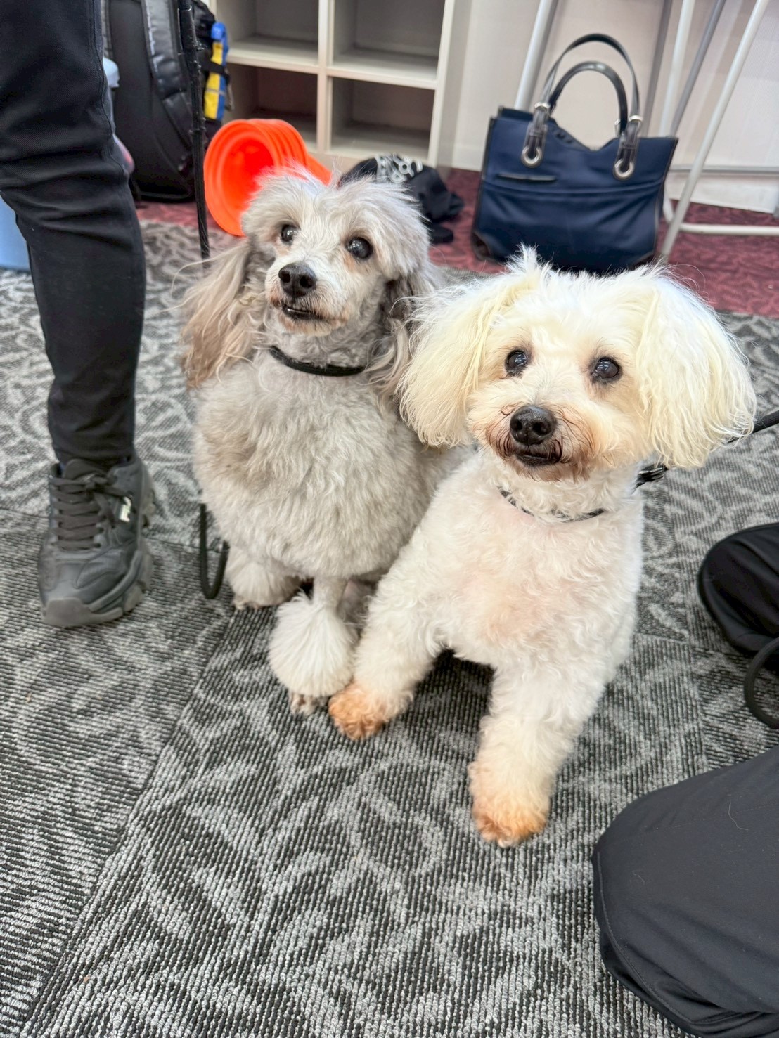 【KG水戸職業体験レポート】アジア動物専門学校・文化デザイナー学院とのコラボ体験