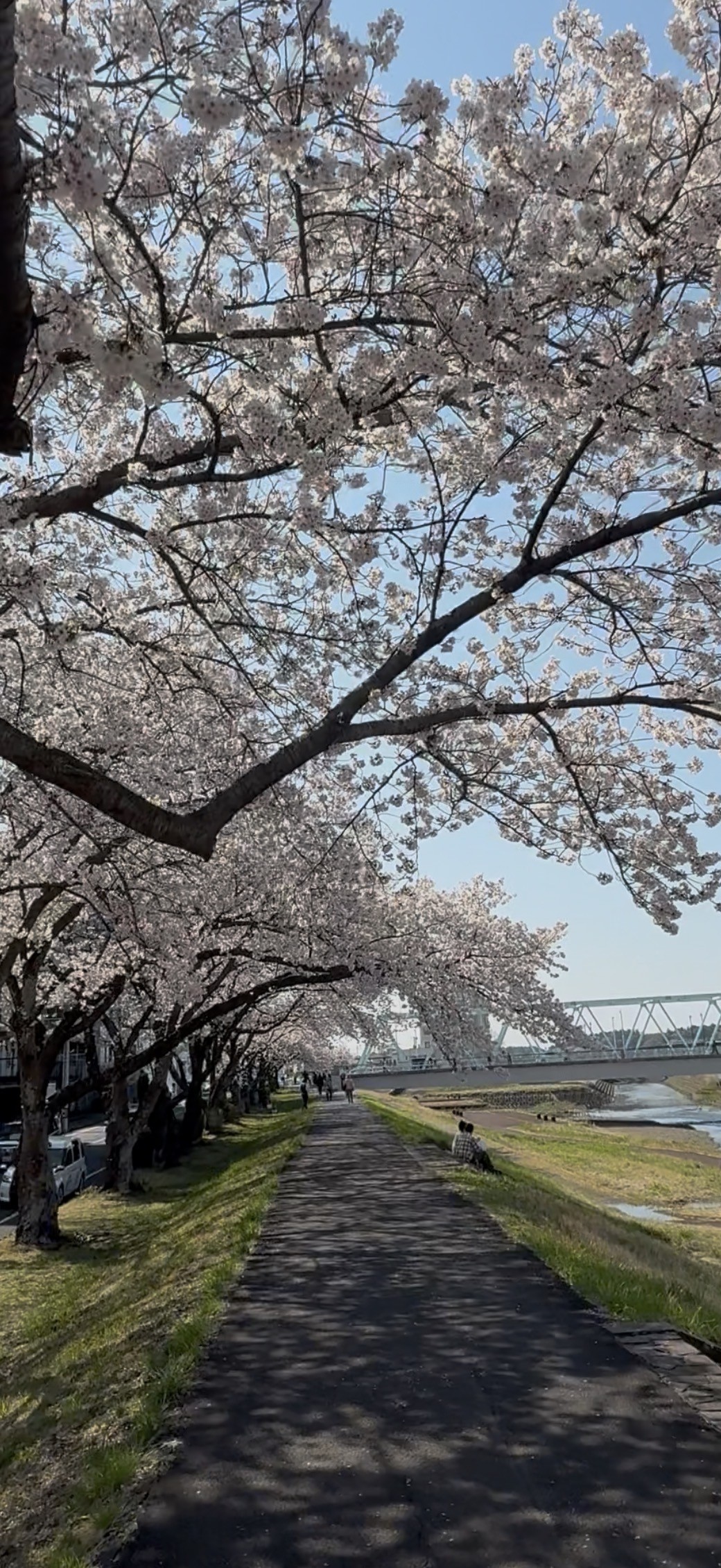 【KG水戸】桜並木の魅力と4月入学のご案内