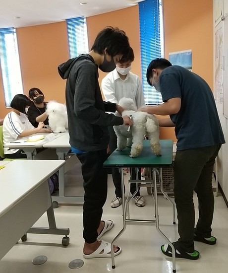 本物のワンちゃんのトリマー　体験実習したよ