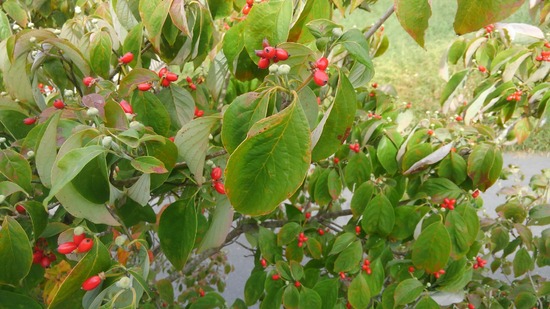 キャンパス周辺環境清掃ボランティアをします