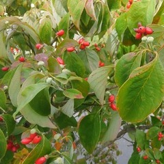 常総キャンパスのホームページをご覧ください