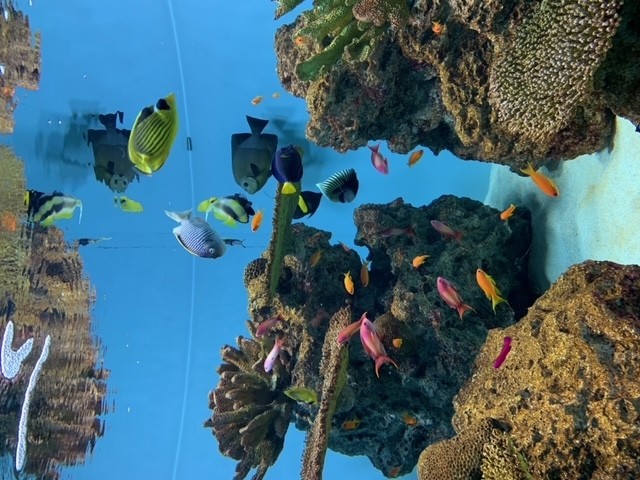 夏期休校期間について