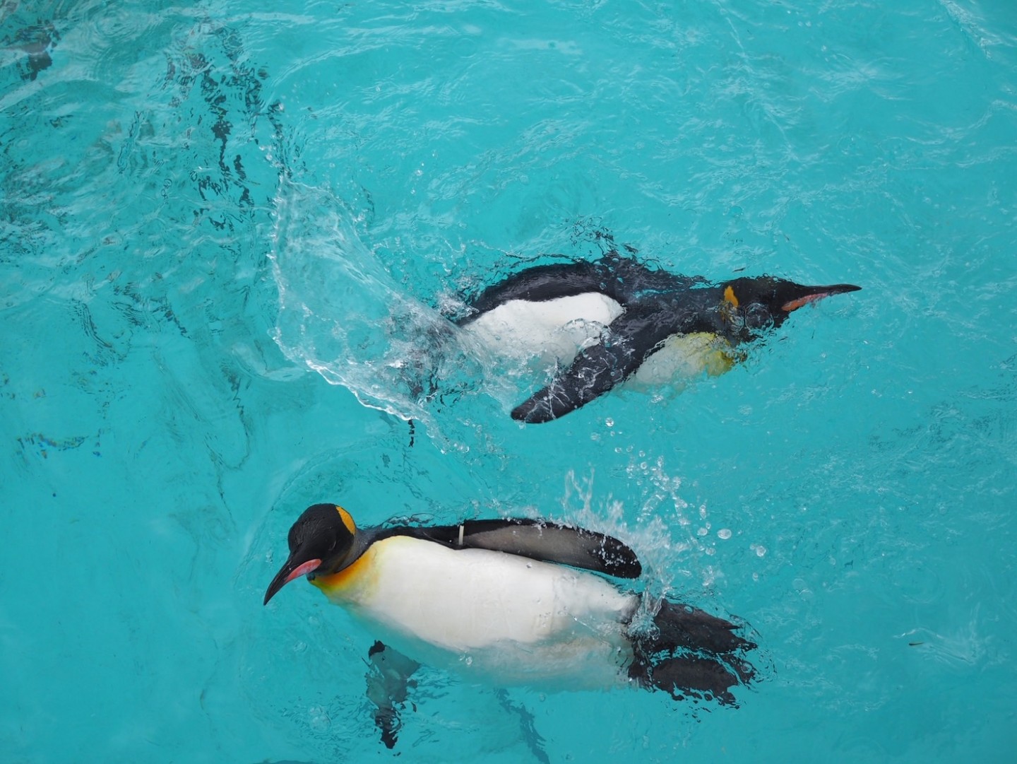 千葉ニュータウンキャンパスの「秋の校外学習」