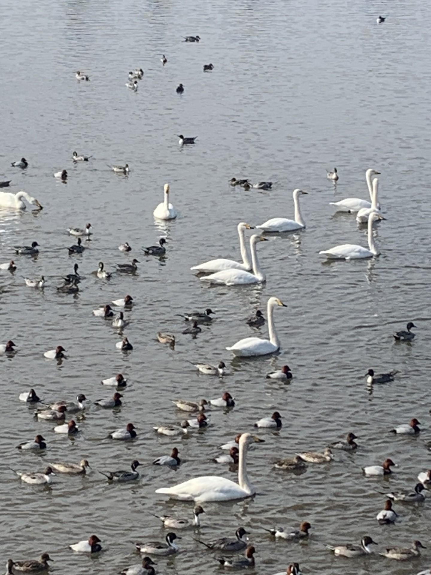 白井市のオオハクチョウ