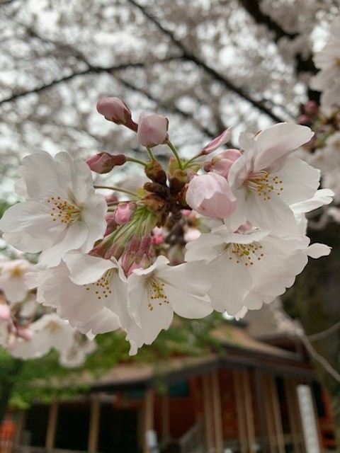 春休みのお知らせ